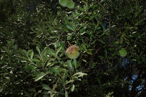 Capparis mitchellii, photograph 1