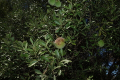 Capparis mitchellii, photograph (c) Greg Tasney, some rights reserved (CC BY-SA)