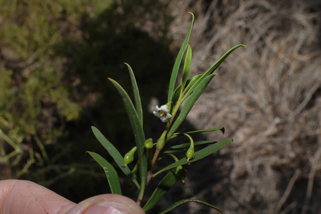 Eremophila deserti; photograph (c) Greg Tasney, some rights reserved (CC BY-SA)