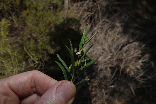 Eremophila deserti, photograph 5
