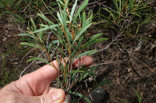 Acacia oswaldii
