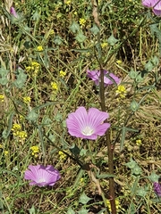 Malva punctata