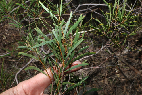 Acacia oswaldii, photograph 1