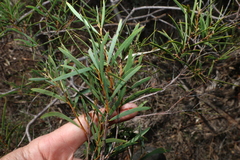 Acacia oswaldii, photograph (c) Greg Tasney, some rights reserved (CC BY-SA)