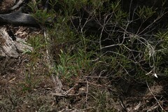 Acacia oswaldii, photograph (c) Greg Tasney, some rights reserved (CC BY-SA)