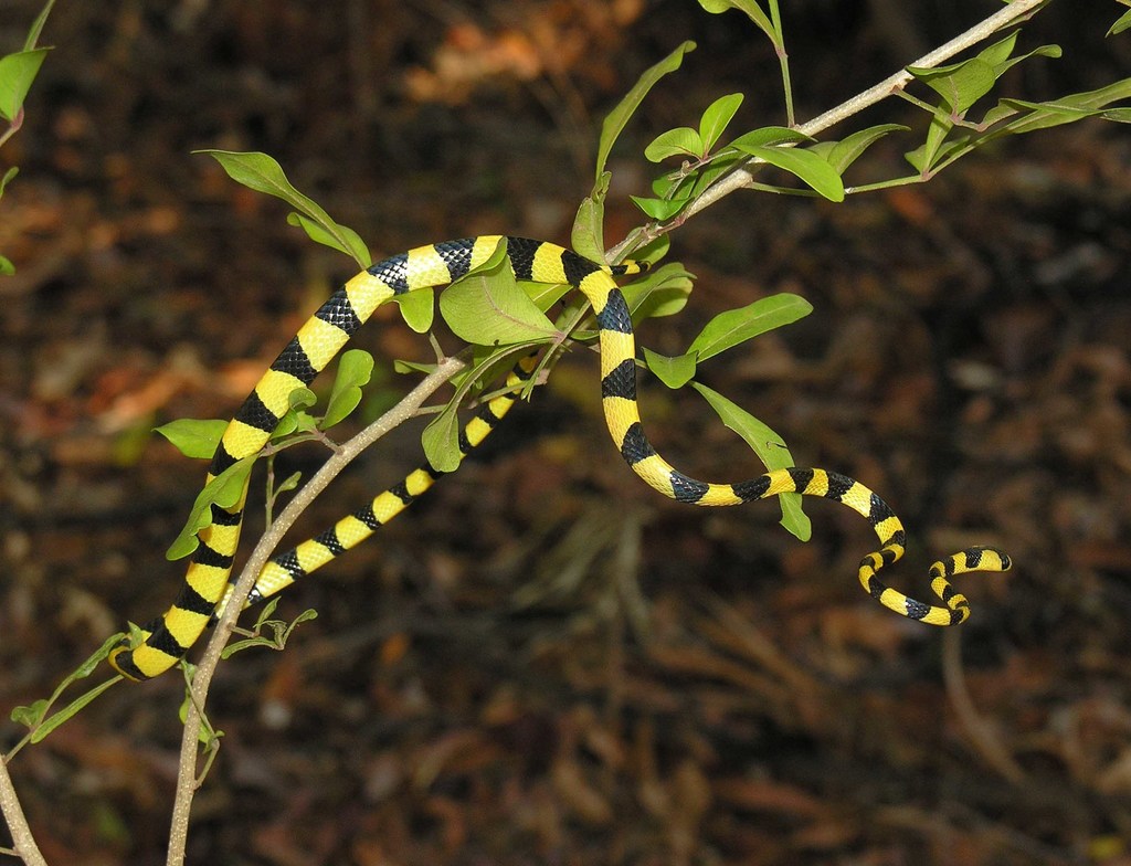 Yellow-And-Black Tree Snake