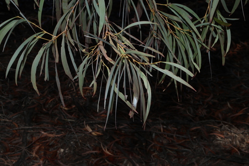 Acacia harpophylla