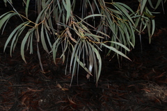 Acacia harpophylla