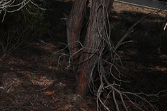 Acacia harpophylla, photograph (c) Greg Tasney, some rights reserved (CC BY-SA)