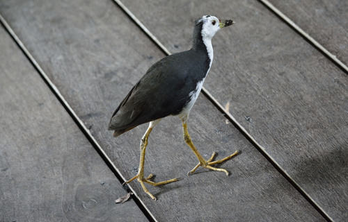 White-breasted Waterhen (Amaurornis phoenicurus), photo 7