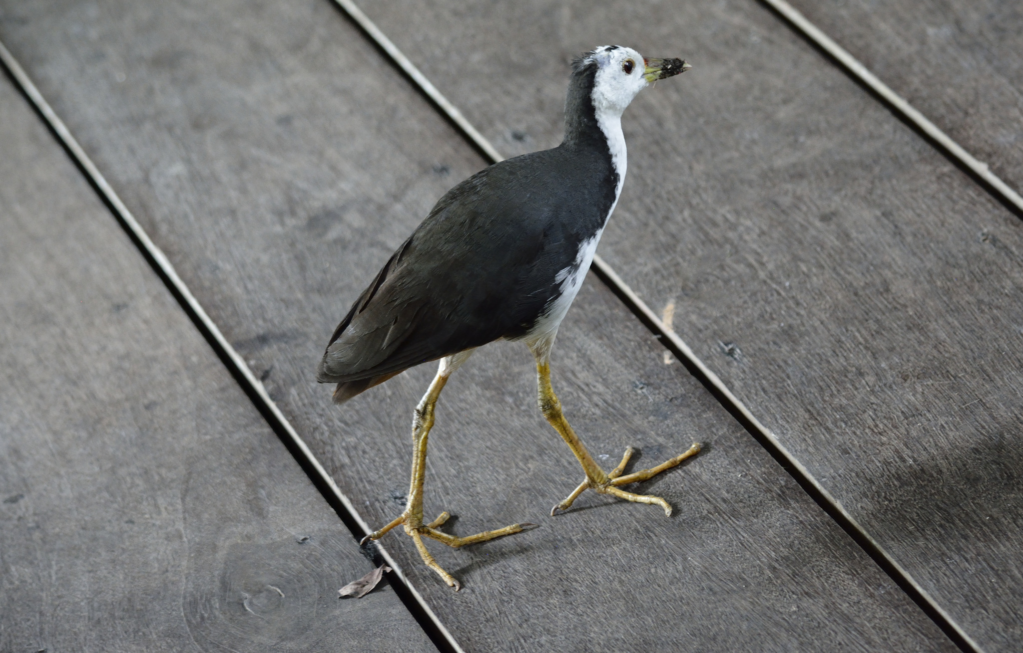 White-breasted Waterhen (Amaurornis phoenicurus)