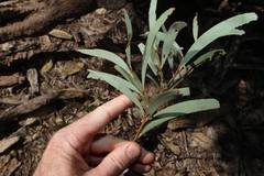 Acacia harpophylla, photograph (c) Greg Tasney, some rights reserved (CC BY-SA)