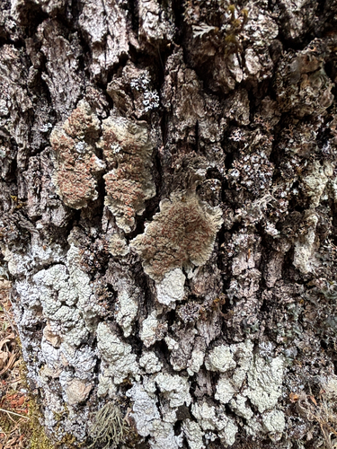 Blue Felt Lichen