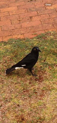Pied Currawong