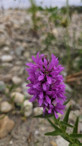purple loosestrife
