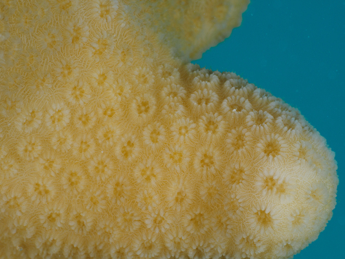 Goniastrea stelligera observed 2026-08-26