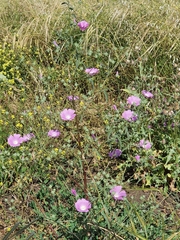 Malva punctata