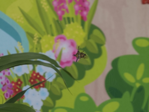 Hasselt's Spiny Spider