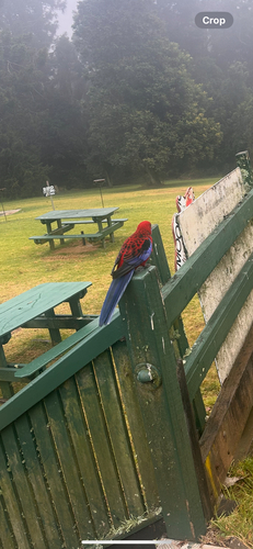 Crimson Rosella