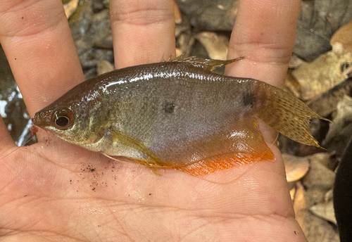 Three Spot Gourami