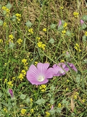 Malva punctata