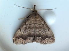 Phalaenostola larentioides