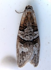 Decodes macdunnoughi