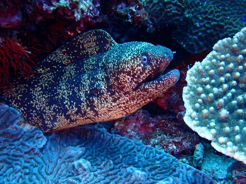 Gymnothorax kidako observed 2026-08-23