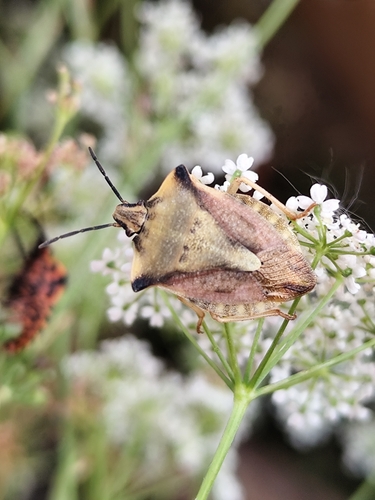 northern fruit bug
