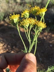 Hymenopappus flavescens