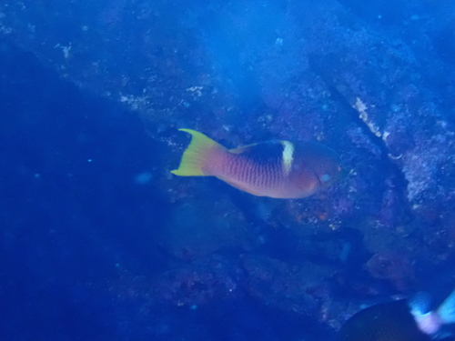 Bodianus perditio observed 2026-08-23