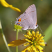 Gray Hairstreak - Photo (c) Kristi, some rights reserved (CC BY-NC-SA)