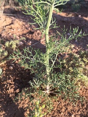 Hymenopappus flavescens