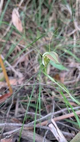 cobra greenhood