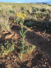 Hymenopappus flavescens