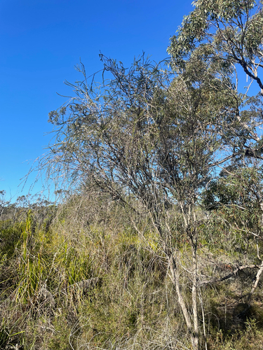 Leptospermum juniperinum observed 2026-08-28