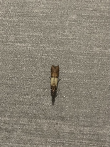 Indian-Meal Moth