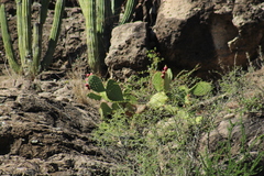 Opuntia tapona