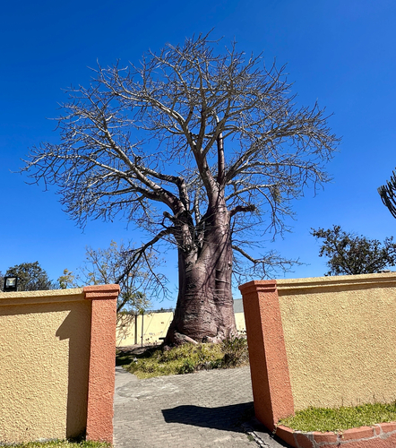 African baobab