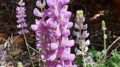 Lupinus excubitus austromontanus