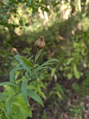 Cheirolophus sempervirens