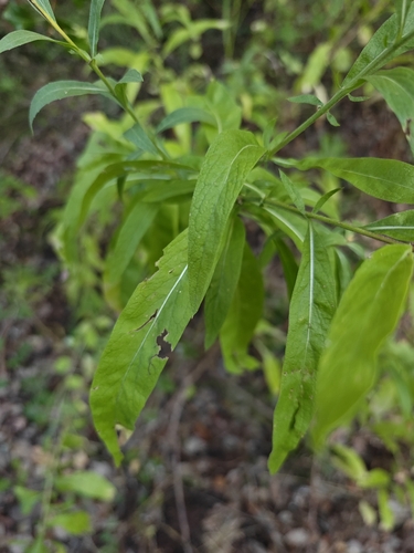 Cheirolophus sempervirens, photograph 2