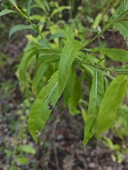 Cheirolophus sempervirens, photograph (c) dejone, some rights reserved (CC BY)