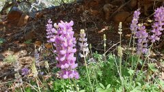 Lupinus excubitus austromontanus