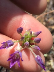 Allium fimbriatum