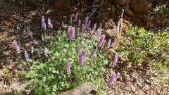 Lupinus excubitus austromontanus