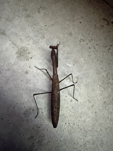 Asian Jumping Mantis