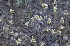 Leptosiphon lemmonii