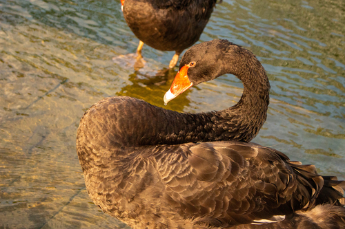 Black Swan