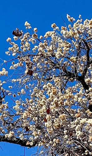South African Wild Pear